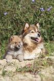 CHIEN FINNOIS DE LAPONIE 416